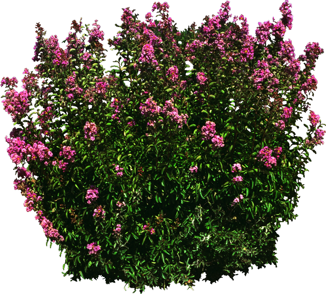 Transparent Shrub Png, Png Download PNG with transparent background