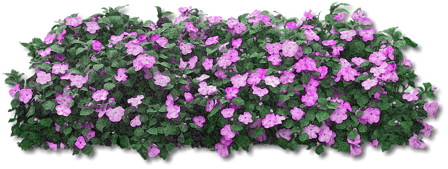Blooming Purple Flowers Black Background PNG with transparent background
