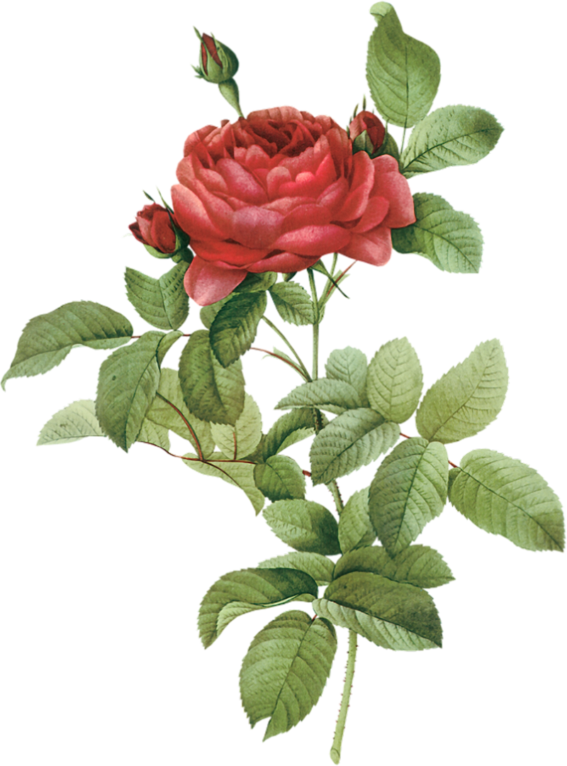 Blooming Red Rose Drawing.png