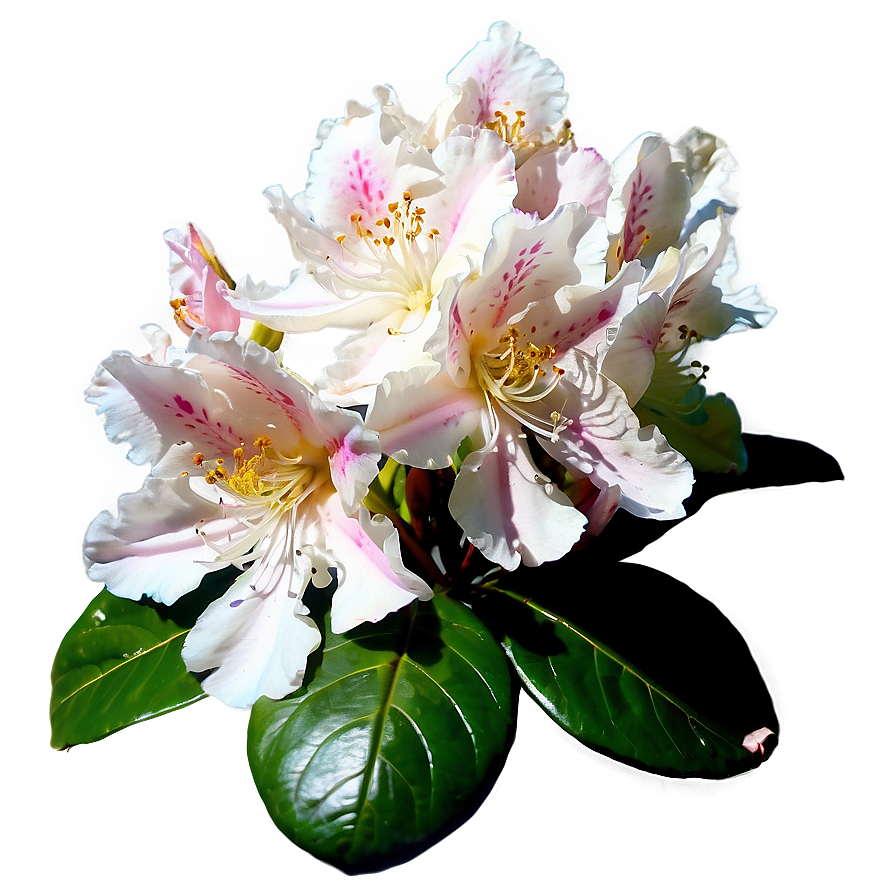 Blooming Rhododendron Png 06282024