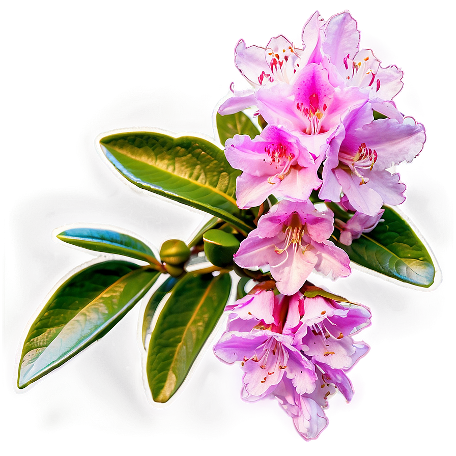 Blooming Rhododendron Png Bhn