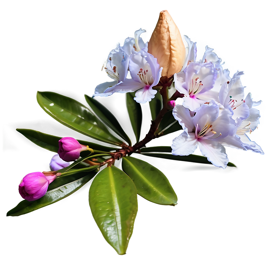 Blooming Rhododendron Png Caw