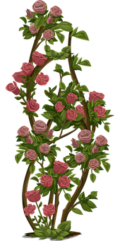 Blooming Rose Vine Artwork PNG with transparent background