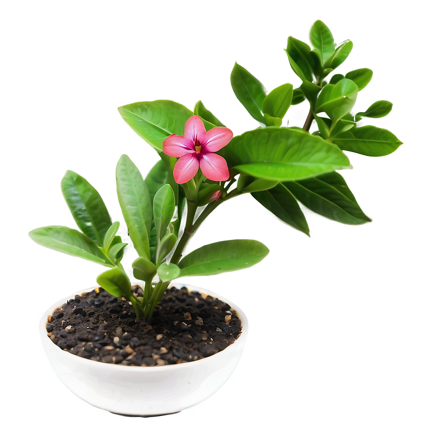 Blooming Small Plant Png 06132024