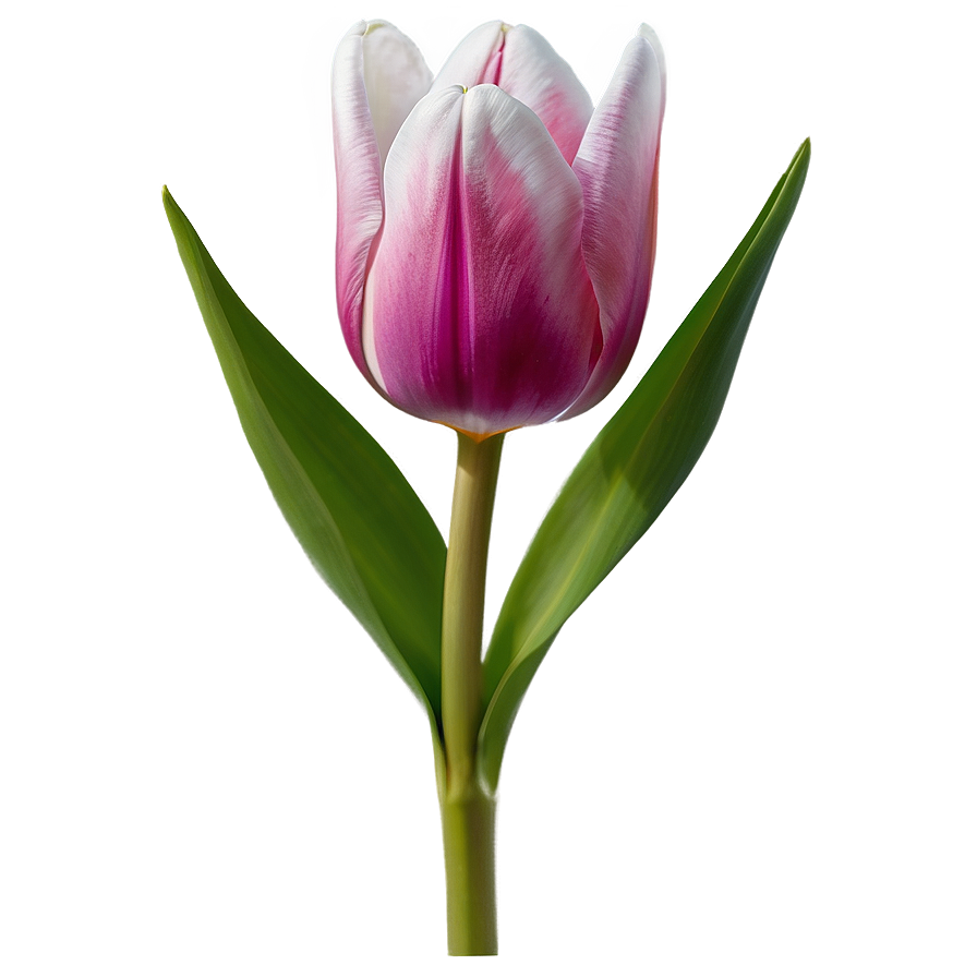 Blooming Tulip Png Tnc76