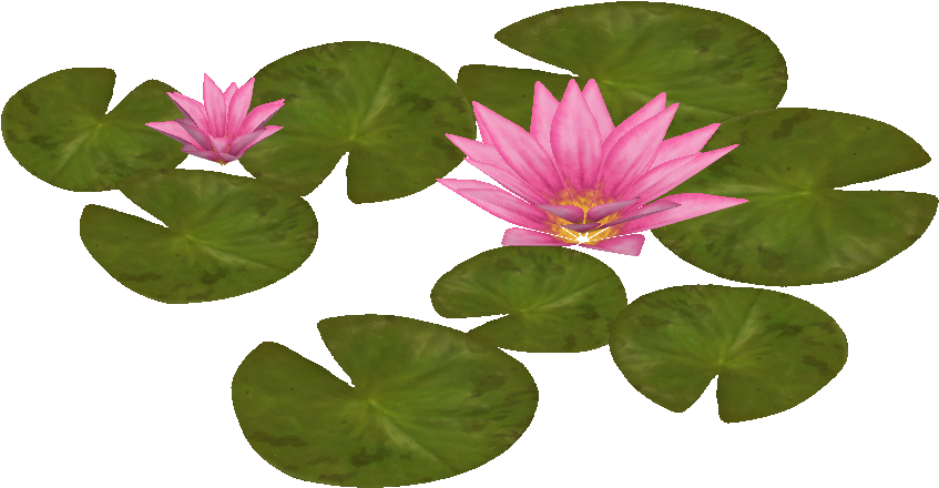 Blooming Water Lilies