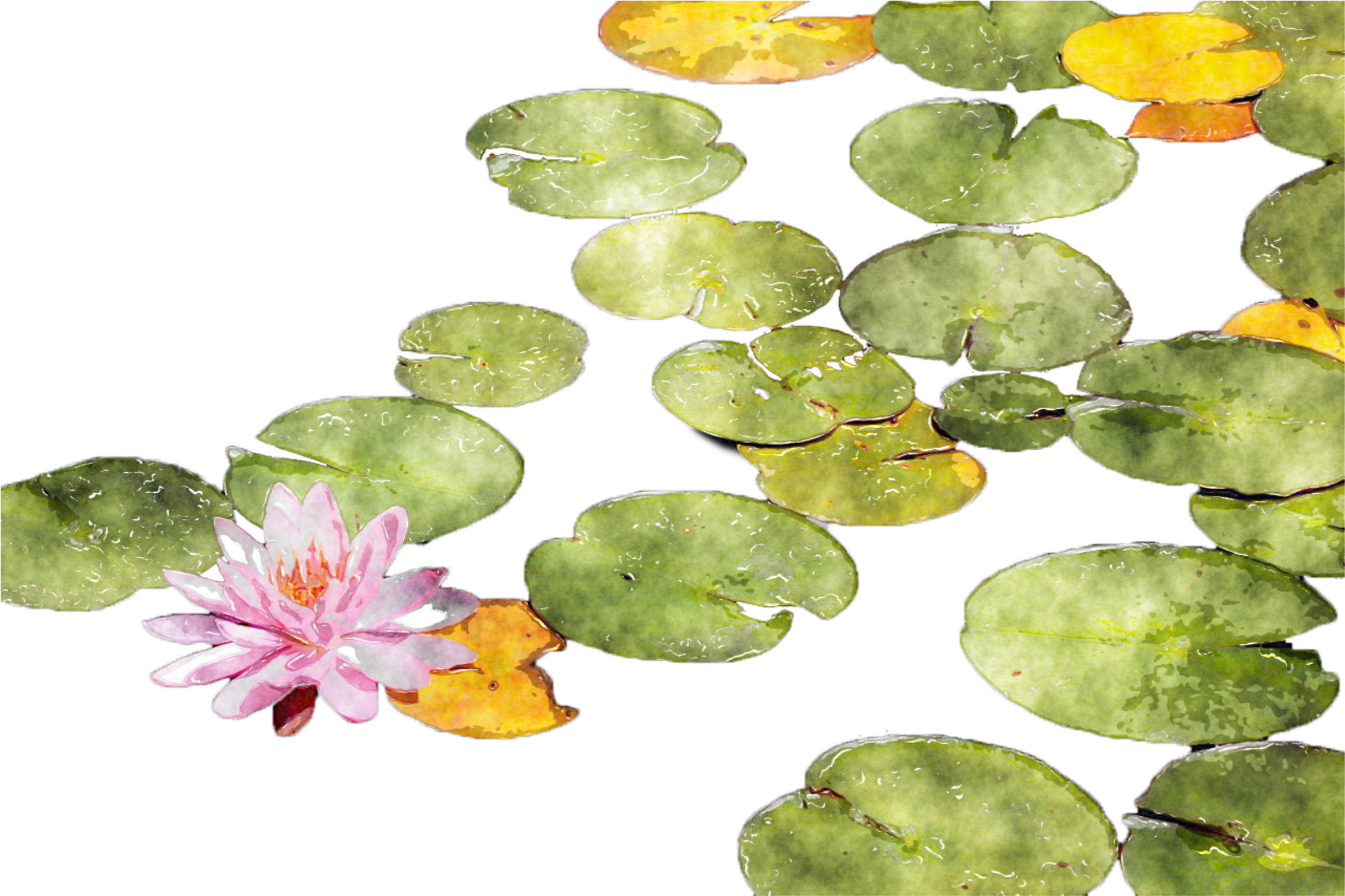 Blooming Water Lily Pond