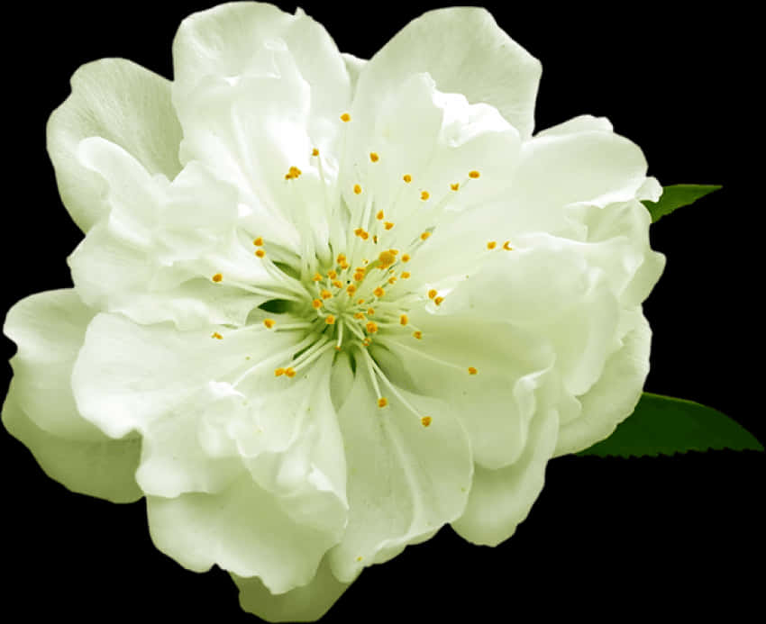 Blooming White Flower Black Background.jpg PNG with transparent background