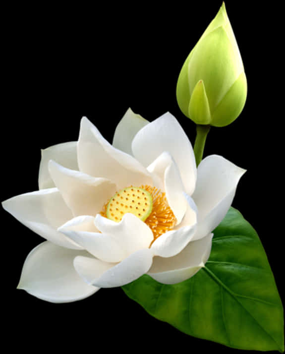 Lotus Free Png Images - Lotus Png Free, Transparent Png PNG with transparent background