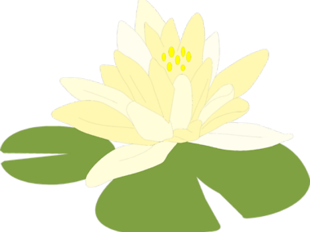 Blooming White Lotus Flower