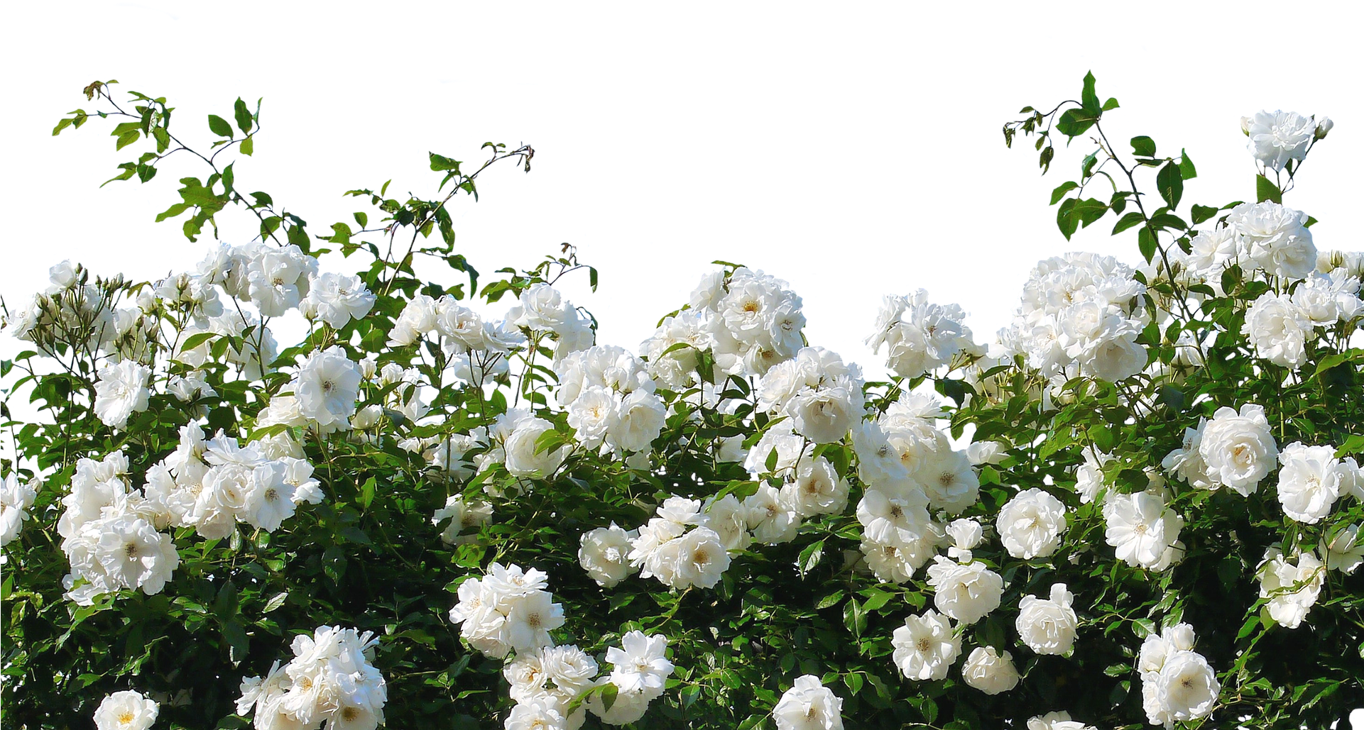 Flower,flowering Family,shrub,multiflora Rose,rosa - White Rose Bush Transparent, HD Png Download PNG with transparent background