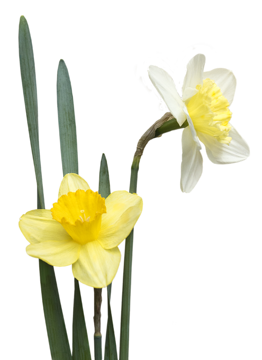 Blooming Yellow Narcissus Flowers