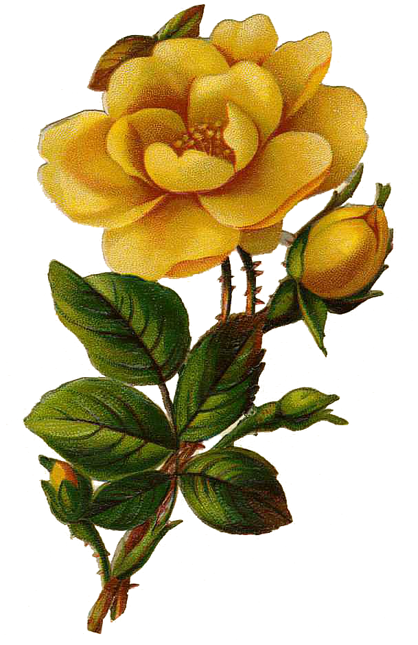 Blooming Yellow Rose Vintage Illustration