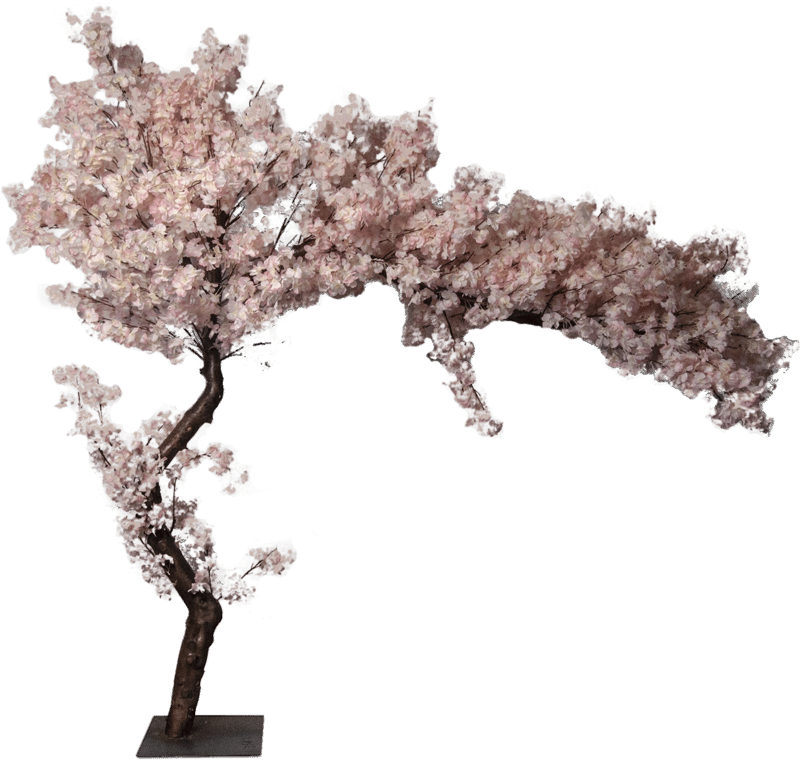 Blossoming Cherry Tree Model