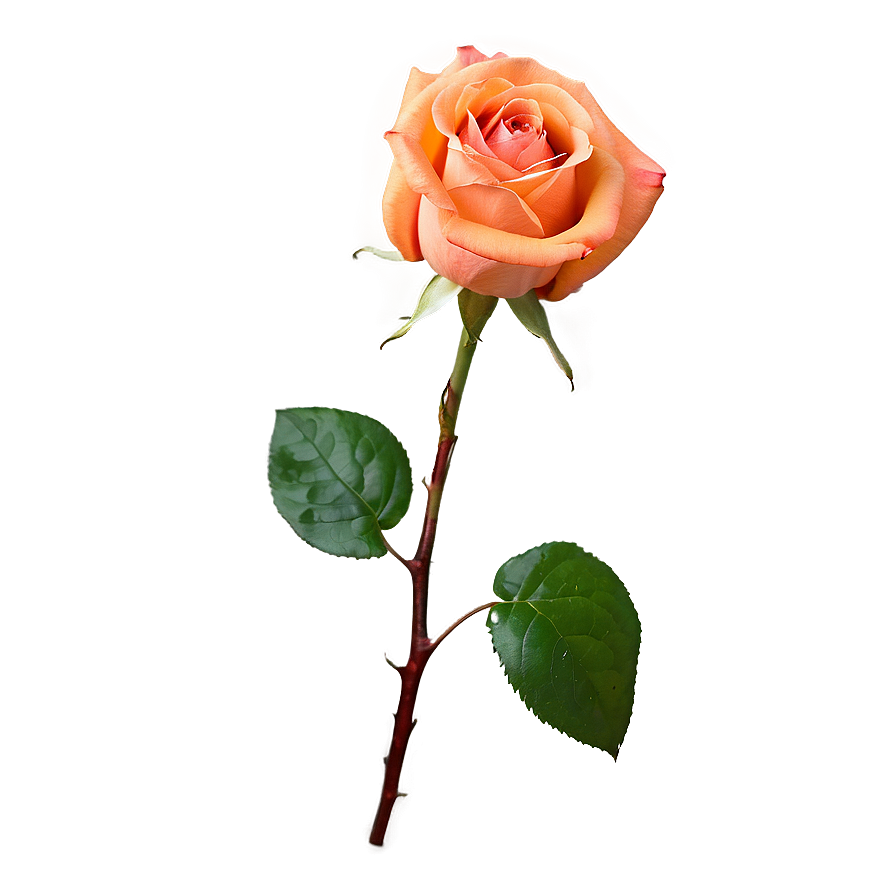 Blossoming Orange Rose Png Rdg