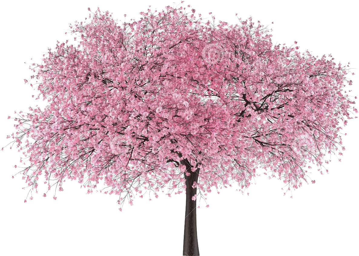 Blossoming Pink Cherry Tree