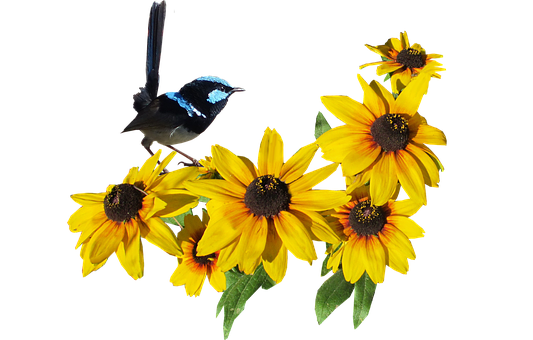 Blue Bird Yellow Flowers Black Background.jpg