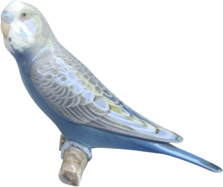 Blue Budgerigar Profile