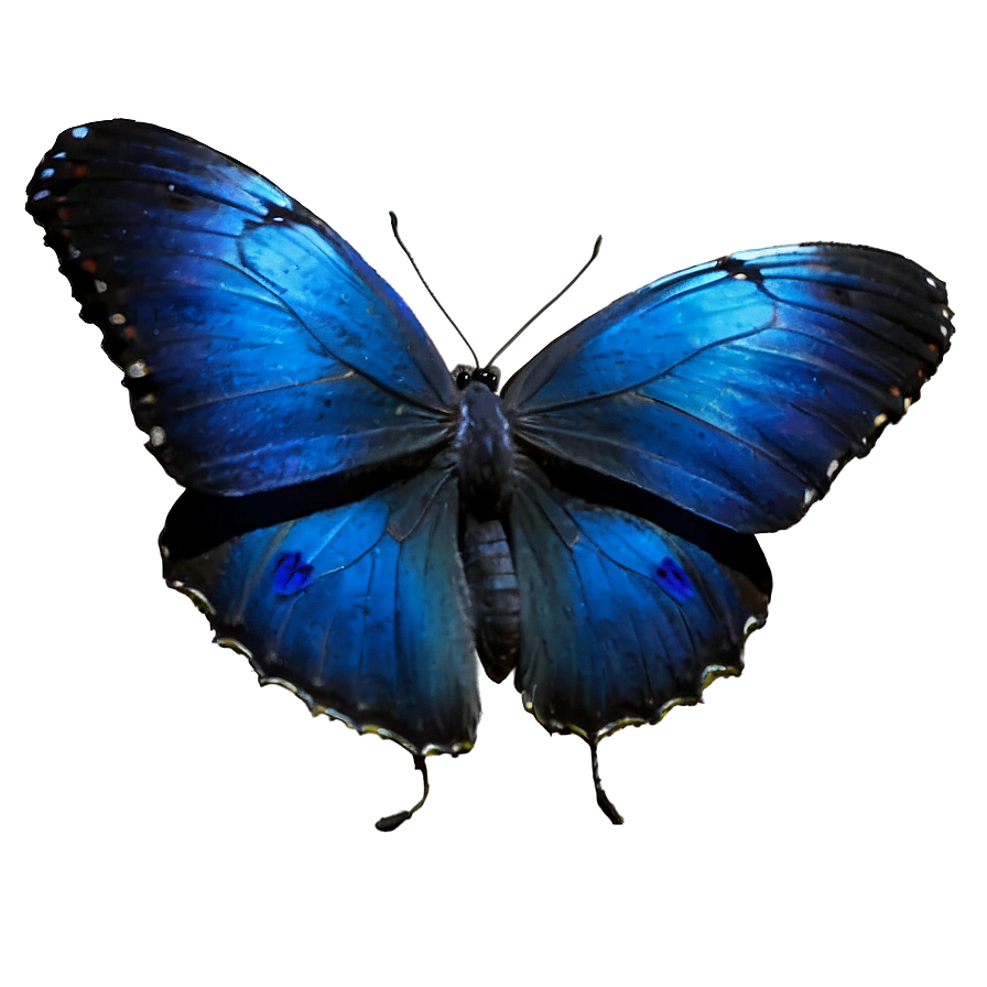 Blue Butterflies With Dew Png 24