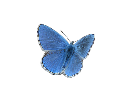 Blue Butterfly Black Background