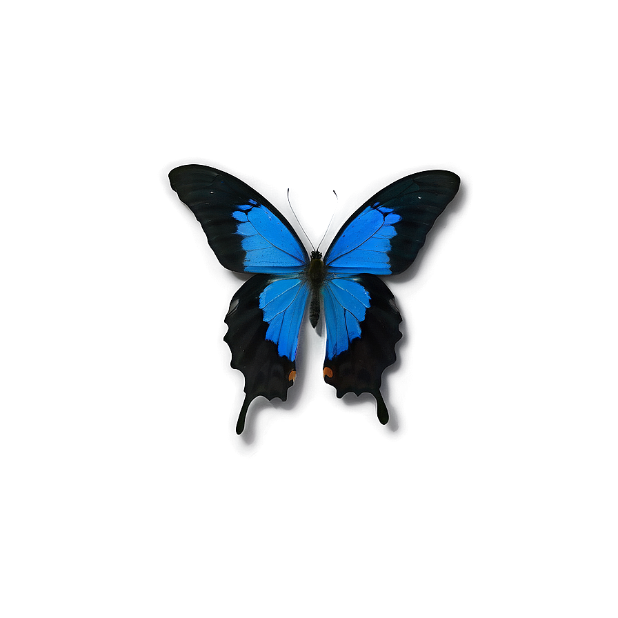 Blue Butterfly Close-up Png 21