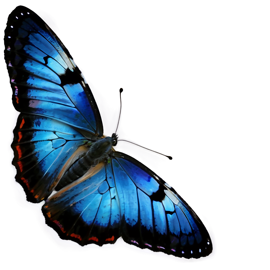 Blue Butterfly On White Png 05212024