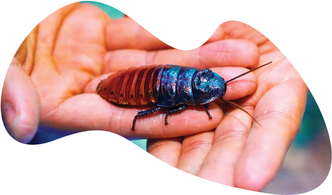 Blue Cockroachon Human Hand