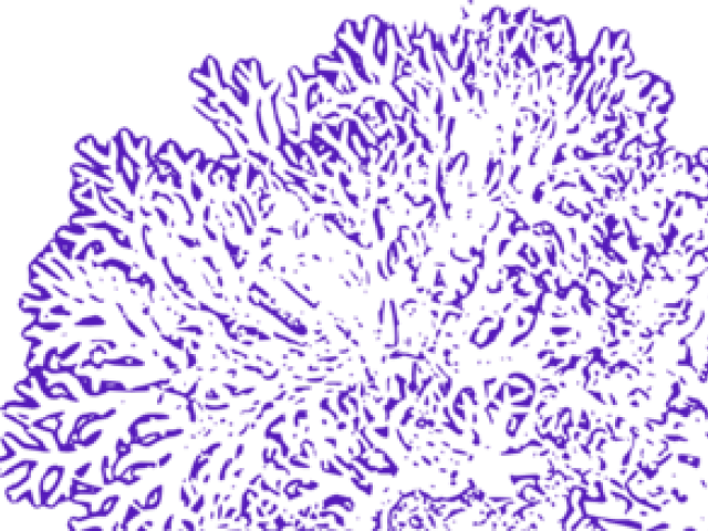 Transparent Coral Reef Png - Transparent Coral Reef Clipart, Png Download PNG with transparent background