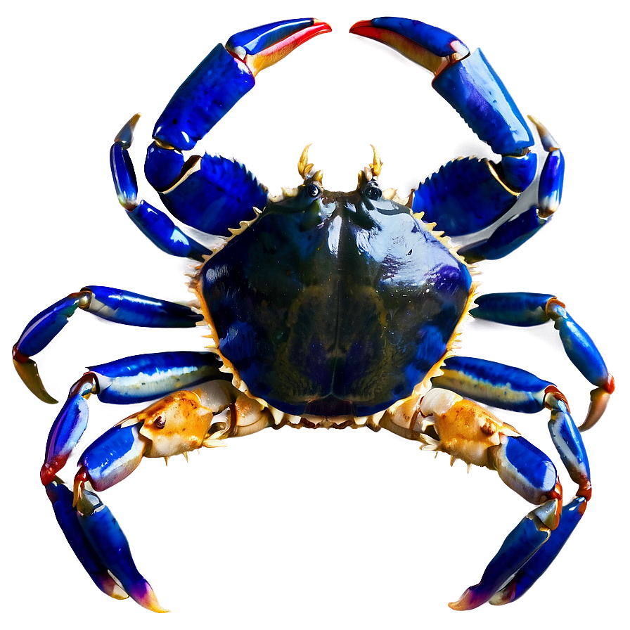 Blue Crab Png 05232024