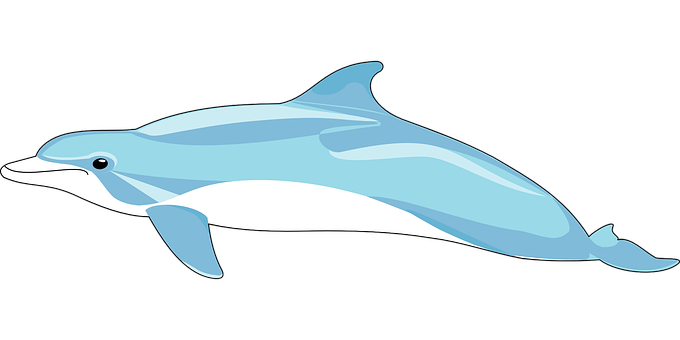 Blue Dolphin Illustration