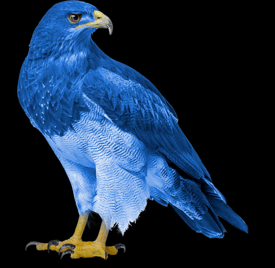 Eagle, HD Png Download PNG with transparent background
