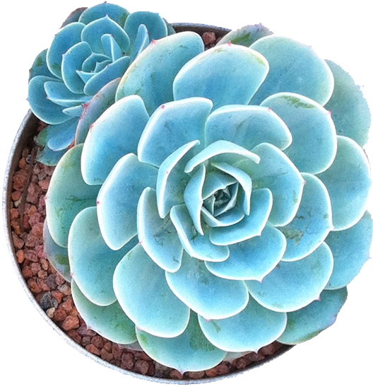 Succulents In Png🌱✂️ - Succulents Png, Transparent Png PNG with transparent background