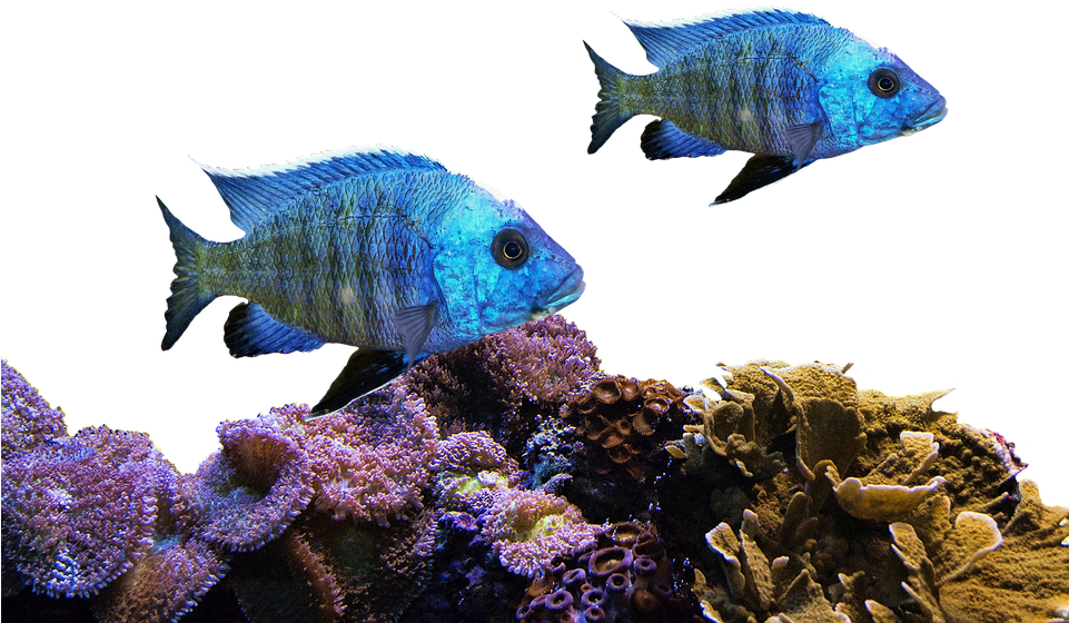 Fish, Coral, Sea, Nature, Water, Underwater, Aquarium - Transparent Coral Reefs Png, Png Download PNG with transparent background