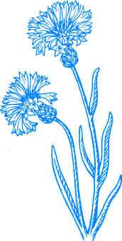 Blue Floral Sketchon Black Background