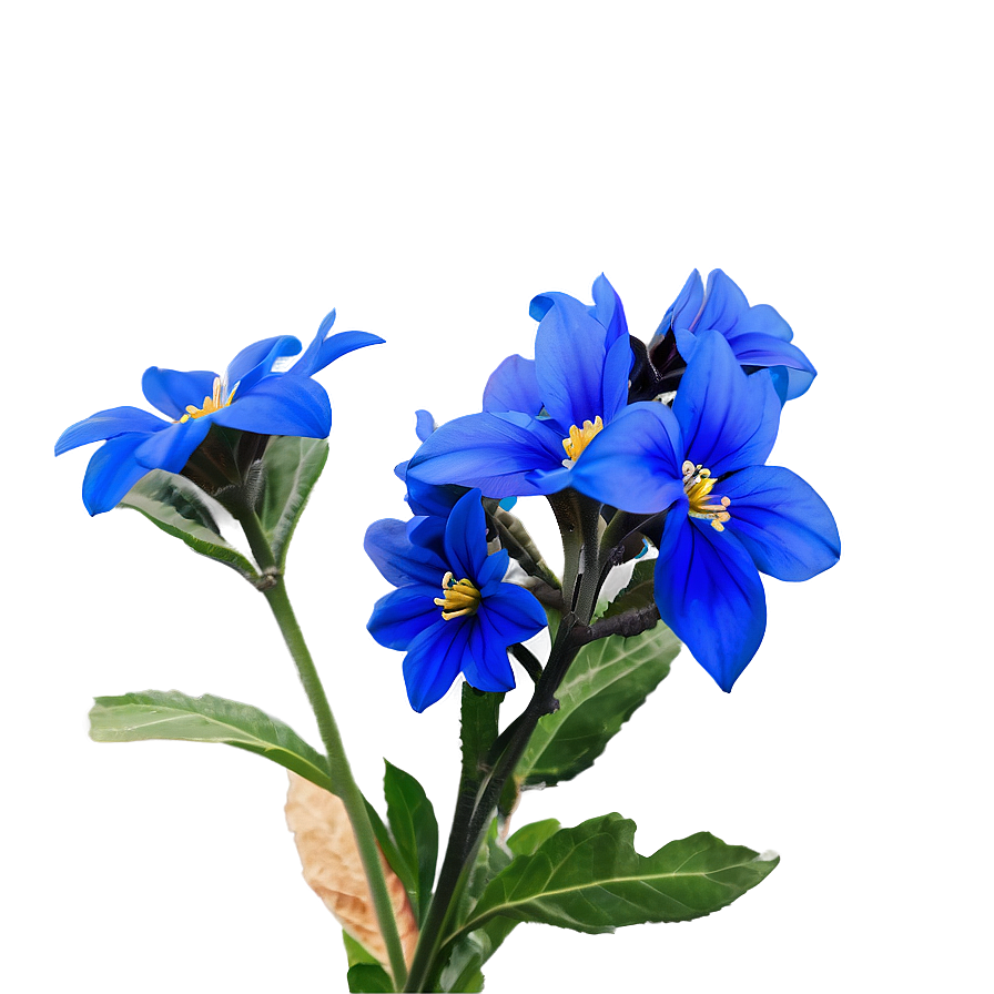 Blue Flower Closeup Png Xhp90