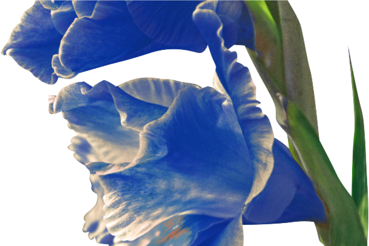 Iris , Png Download - Iris, Transparent Png PNG with transparent background