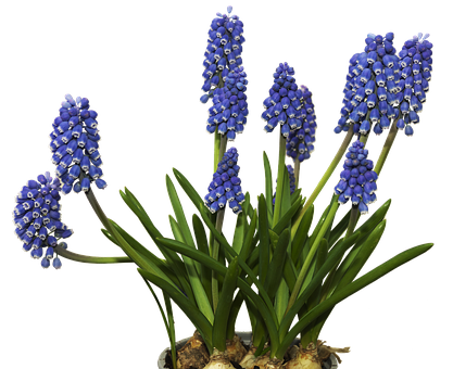 Blue Grape Hyacinths Flowers