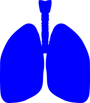 Blue Human Lungs Graphic PNG with transparent background