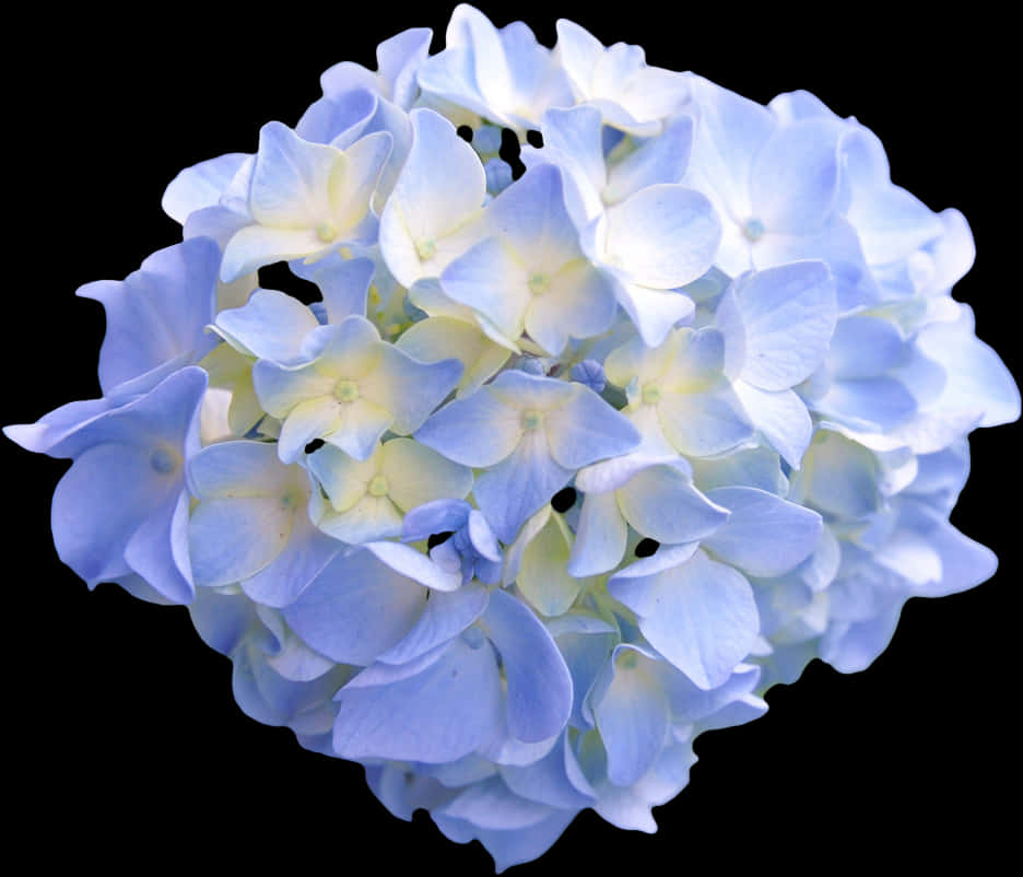 Blue Hydrangea Black Background