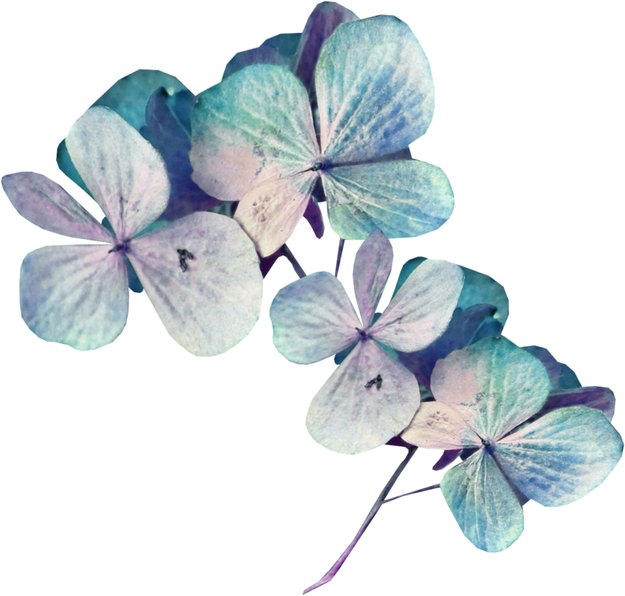 Sekadadesigns Goodnight Element ❤ Liked On Polyvore - Hydrangea, HD Png Download PNG with transparent background