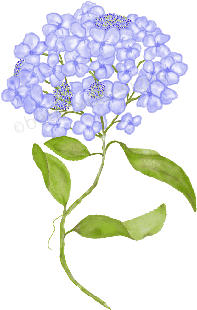 Blue Hydrangea Illustration