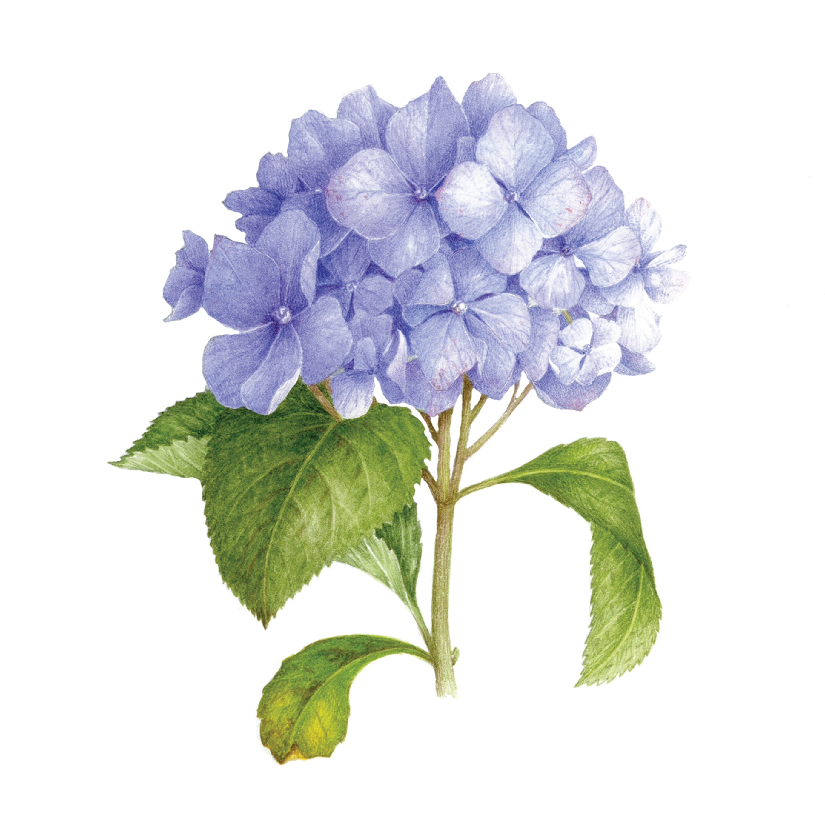Hydrangea Watercolor Bouquet Png, Transparent Png PNG with transparent background