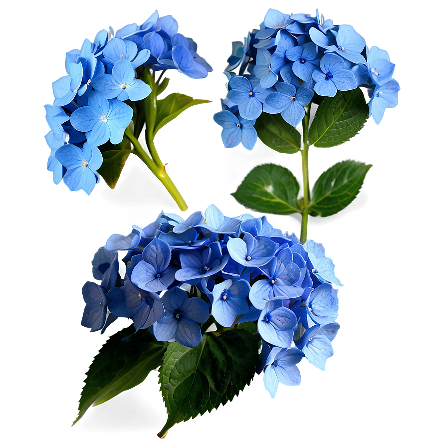 Blue Hydrangea Png 05242024