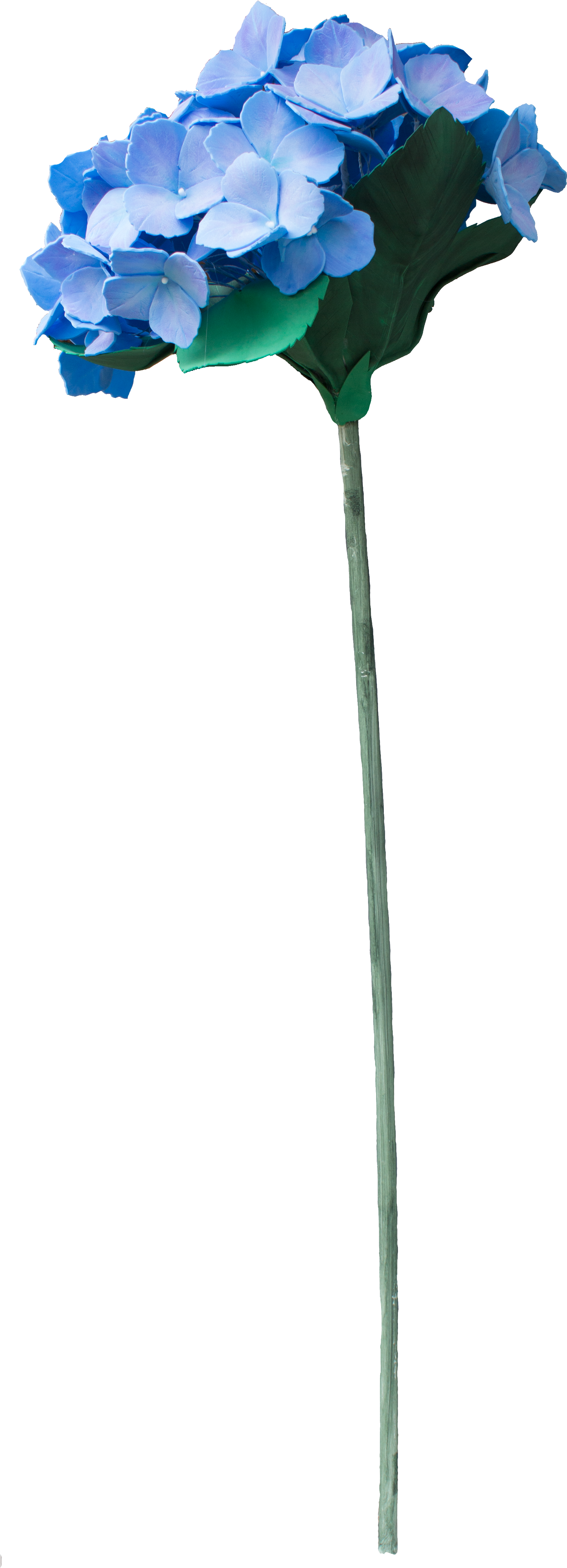 Tree, HD Png Download PNG with transparent background