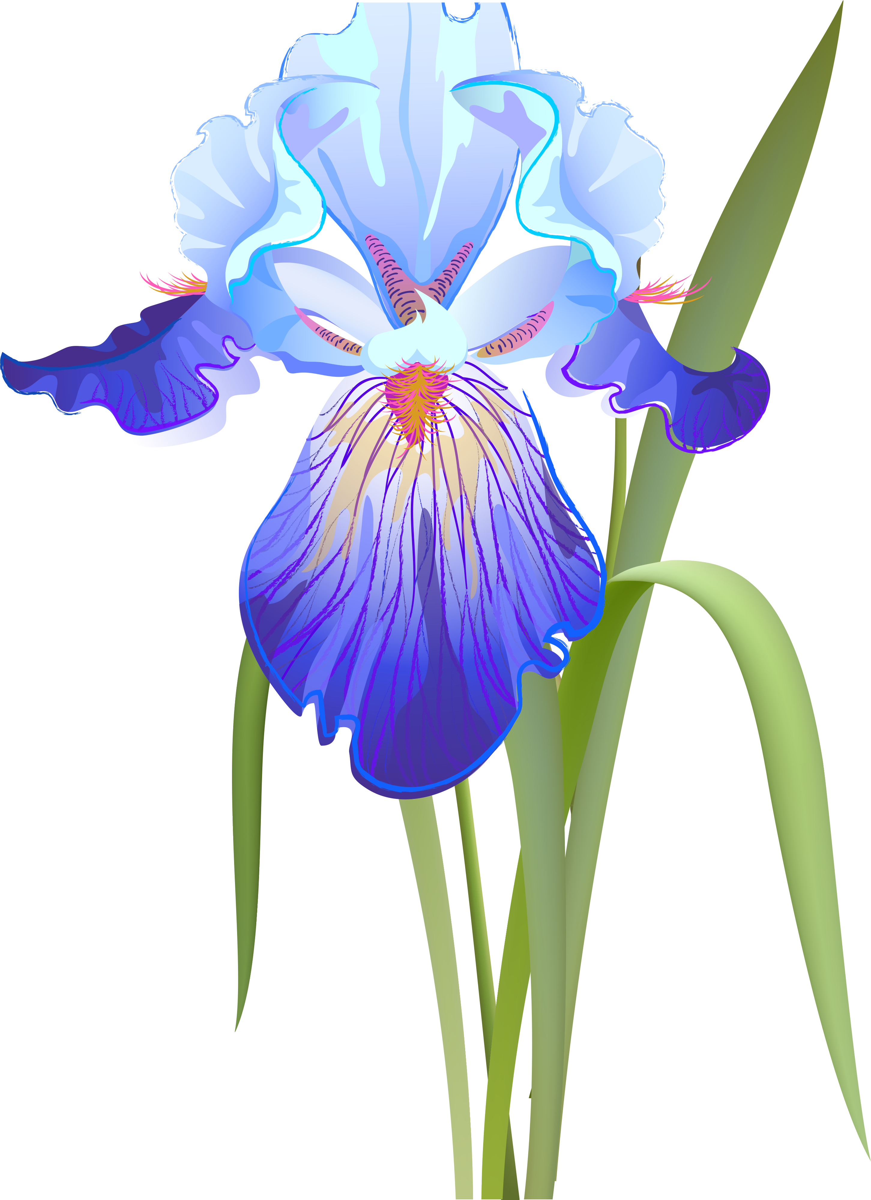 Clipart Of Iris Flower Graphic Free Library Orris Root - Iris Clip Art, HD Png Download PNG with transparent background