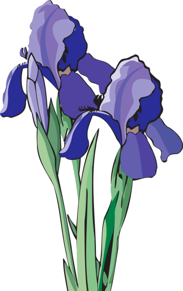 Blue Iris Flowers Illustration