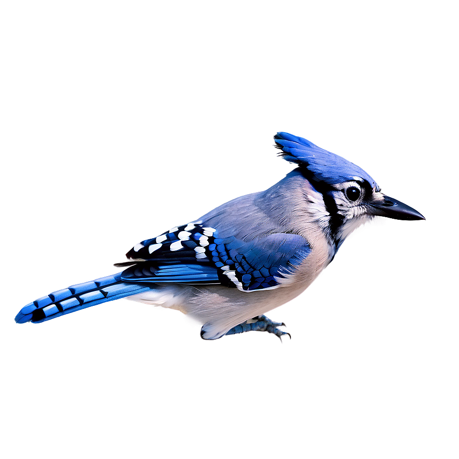 Blue Jay In Flight Sequence Png Uow