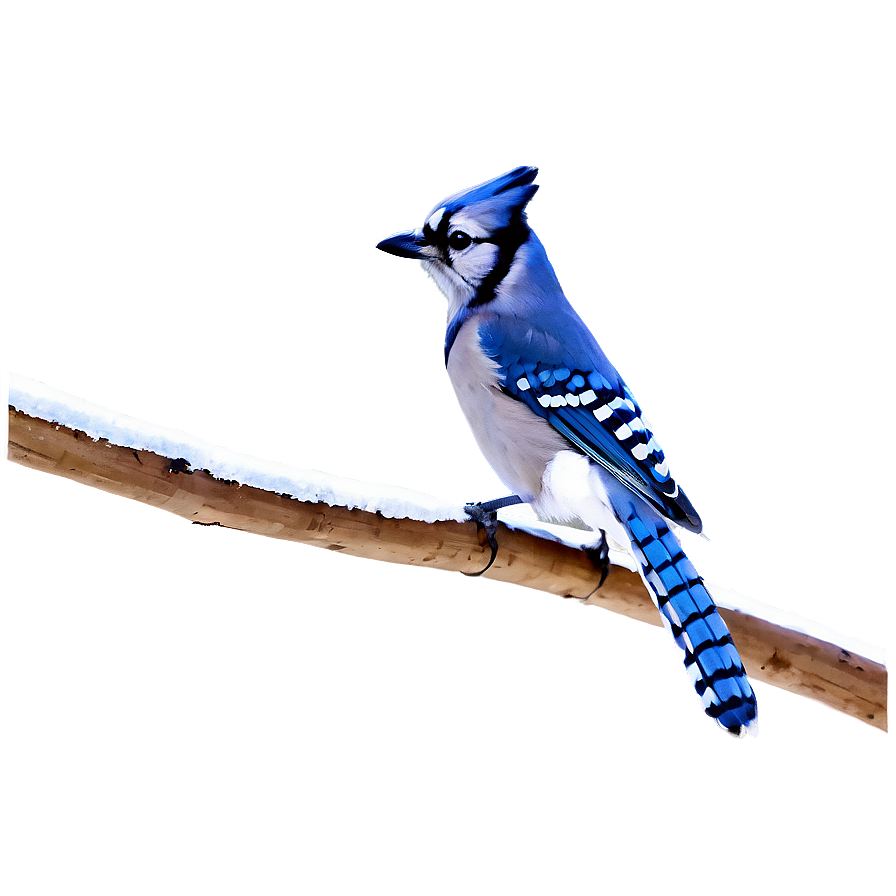 Blue Jay In Winter Scene Png 06262024