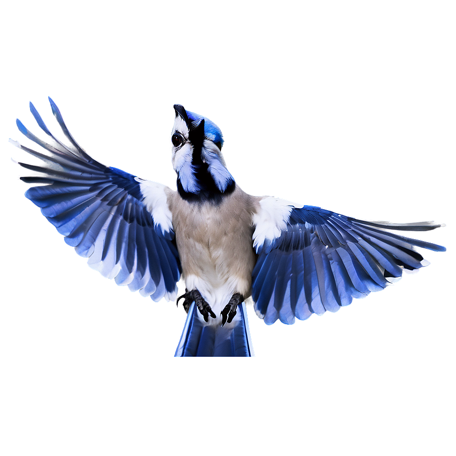 Blue Jay With Open Wings Png Imn