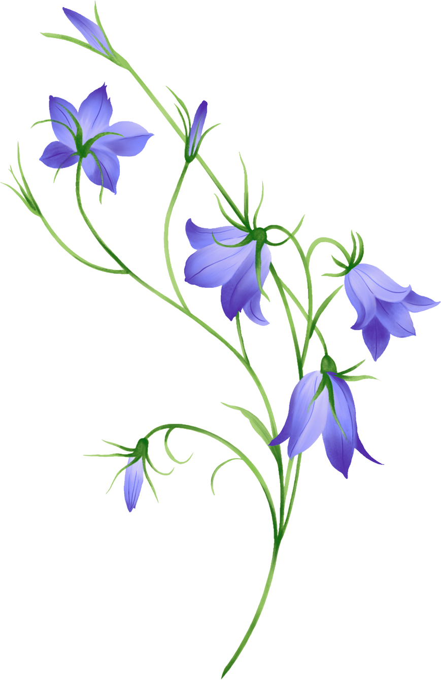 Morning Glory, Bellflower, Leaf, Nature - Flower Bell Png, Transparent Png PNG with transparent background